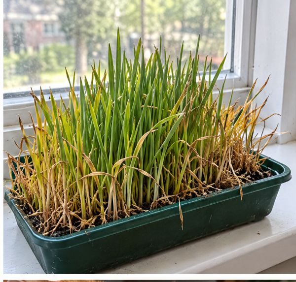 Cat grass trays